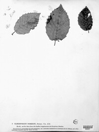 Gloeosporium robergei image